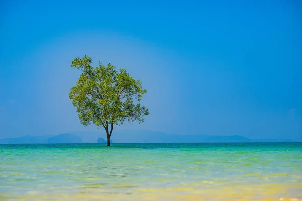 Belle Plage Tropicale Relaxante — Photo