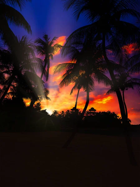 Τροπική Παραλία Του Sentosa Στη Σιγκαπούρη Καρύδα Φοίνικα Στο Ηλιοβασίλεμα — Φωτογραφία Αρχείου