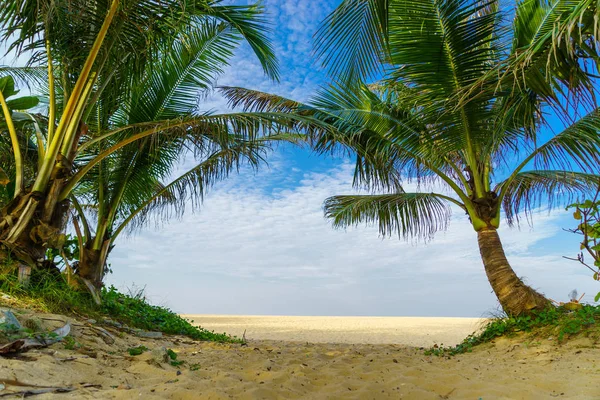 Tropisch Strand Met Kokospalmen — Stockfoto