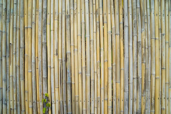Bir Bambu Çit Arka Plan — Stok fotoğraf