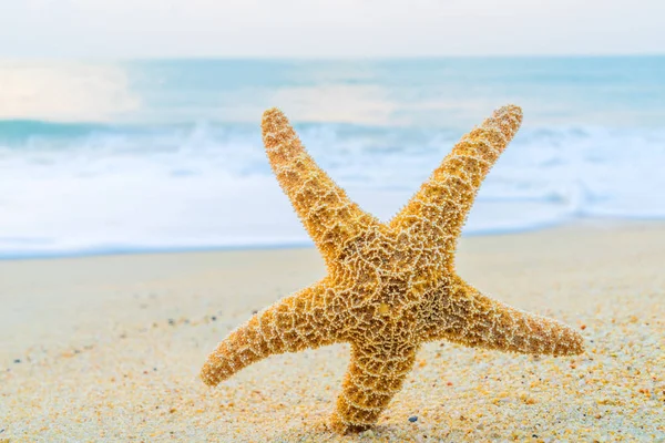 Una Estrella Mar Además Orilla Del Mar Una Playa Con — Foto de Stock