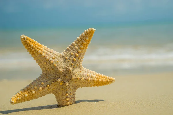 Starfish Sea Shore Beach White Sand Blue Water — Stock Photo, Image