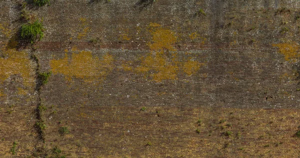 Cihlová Zeď Pozadí Plevelem — Stock fotografie