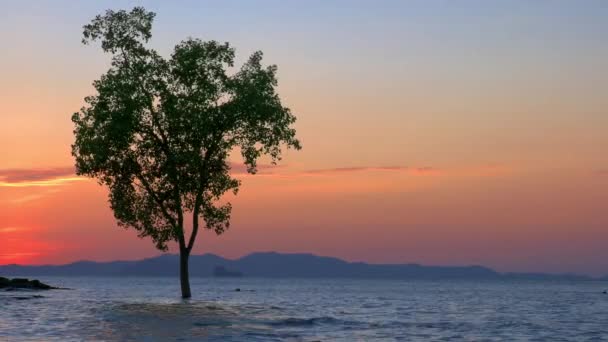 Единственное Дерево Море Закате Пляже Клонг Муанг Таиланде — стоковое видео