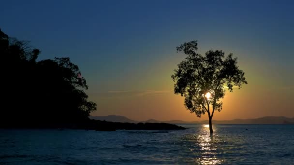 Einzelner Baum Meer Bei Untergang Klong Muang Strand Krabi Thailand — Stockvideo
