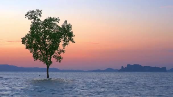 Gün Batımında Denize Krabi Tayland Klong Muang Plajda Tek Ağaç — Stok video