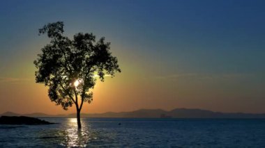 Gün batımında denize Krabi Tayland Klong Muang plajda tek ağaç