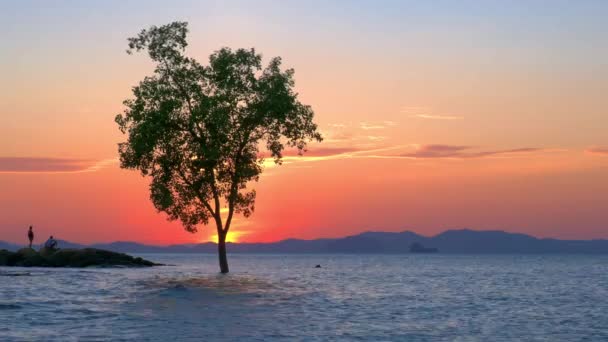 Ενιαίο Δέντρο Στη Θάλασσα Ηλιοβασίλεμα Παραλία Klong Muang Krabi Ταϊλάνδη — Αρχείο Βίντεο