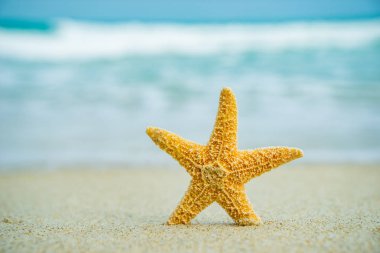 Sahilde deniz yıldızı