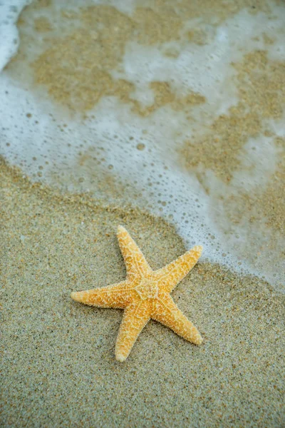 Étoile de mer à la plage — Photo