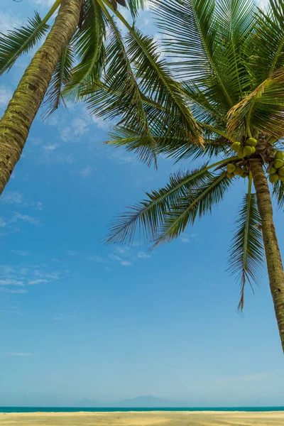 Kokosový strom v letovisku — Stock fotografie