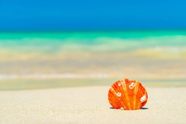 Seashell en la playa — Foto de Stock