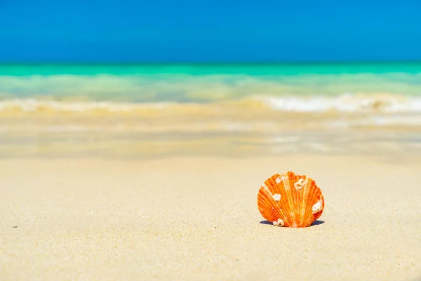 Seashell en la playa — Foto de Stock