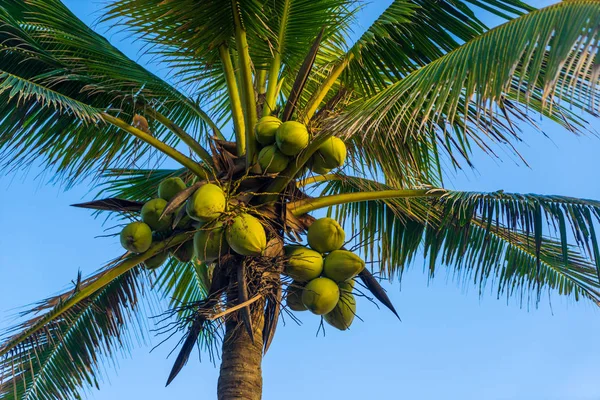 Kokosowe drzewo w ośrodku — Zdjęcie stockowe