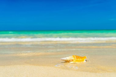 Seashell Beach