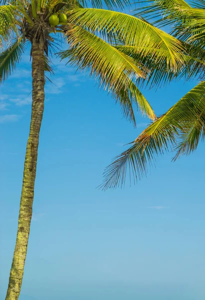 Coconut tree at the resort — Stock Photo, Image