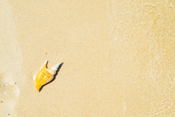 Seashell rannalla — kuvapankkivalokuva