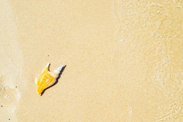 Seashell en la playa —  Fotos de Stock