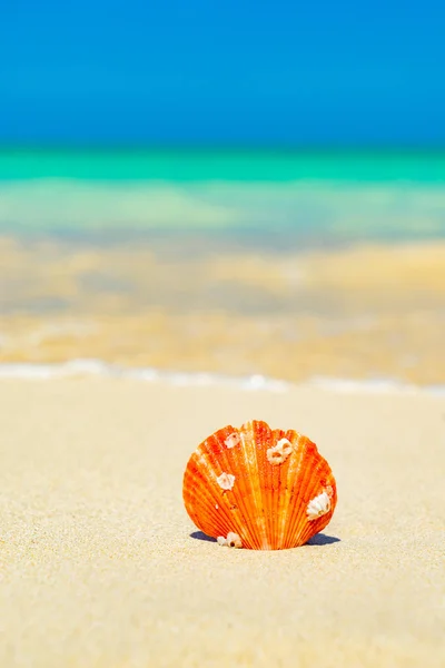 Seashell en la playa — Foto de Stock