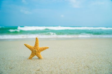 Sahilde deniz yıldızı