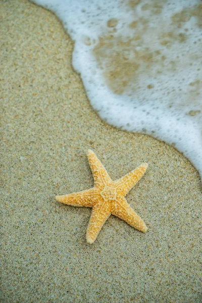 Étoile de mer à la plage — Photo