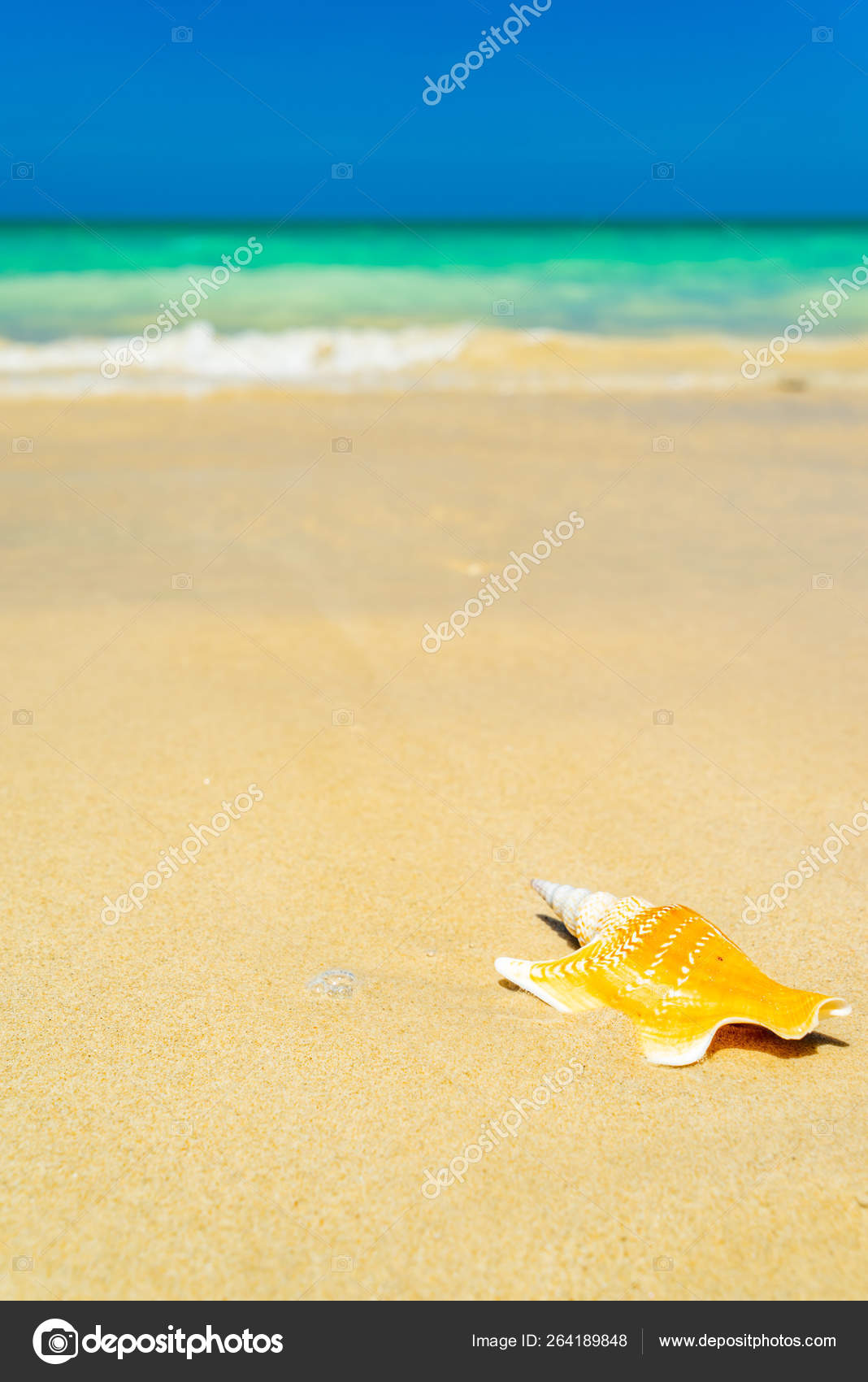 Seashell En La Playa Fotograf A De Stock Netfalls Depositphotos