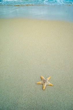 Sahilde deniz yıldızı