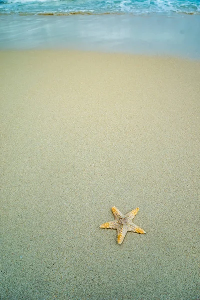 在海滩上的海星 — 图库照片
