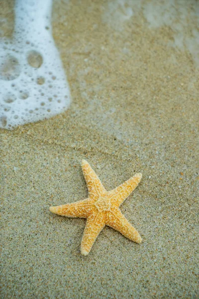 Estrella de mar en la playa —  Fotos de Stock