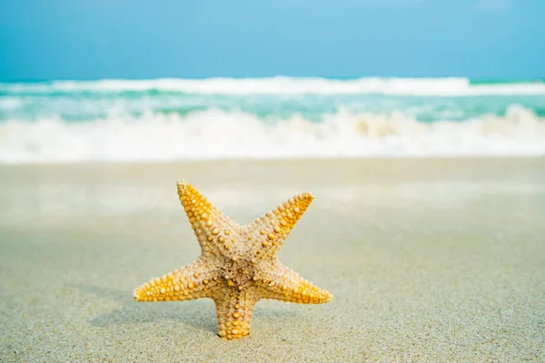 Étoile de mer à la plage — Photo