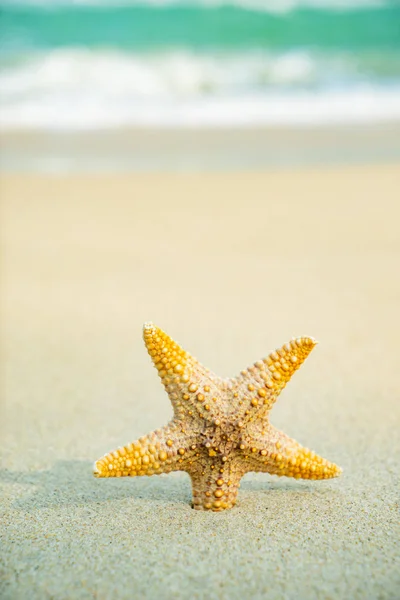 Starfish at the beach — Stock Photo, Image