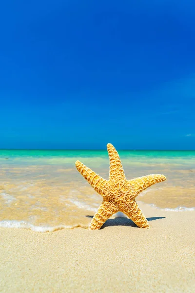 Estrella de mar en la playa —  Fotos de Stock