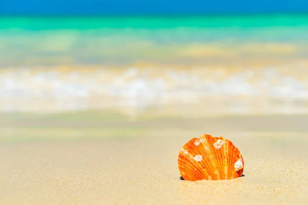 Seashell di pantai — Stok Foto