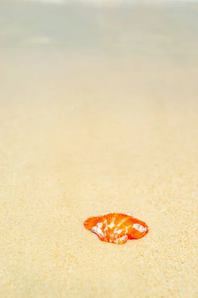 해변에서 조개 — 스톡 사진