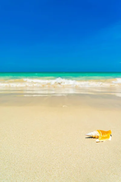 Seashell en la playa —  Fotos de Stock