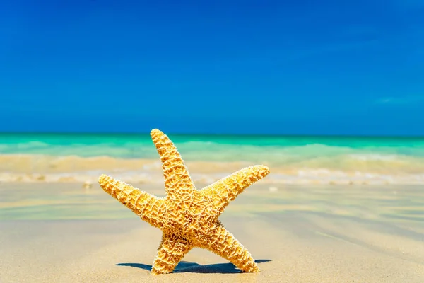 Звезды на пляже — стоковое фото