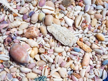 Güneşli bir günde deniz kabukları