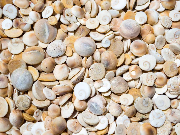 Conchas do mar em um dia ensolarado — Fotografia de Stock