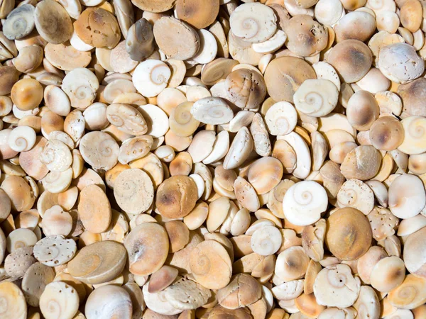 Sea shells on a sunny day — Stock Photo, Image