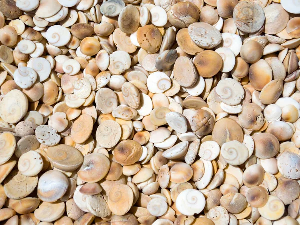 晴れた日の貝殻 — ストック写真