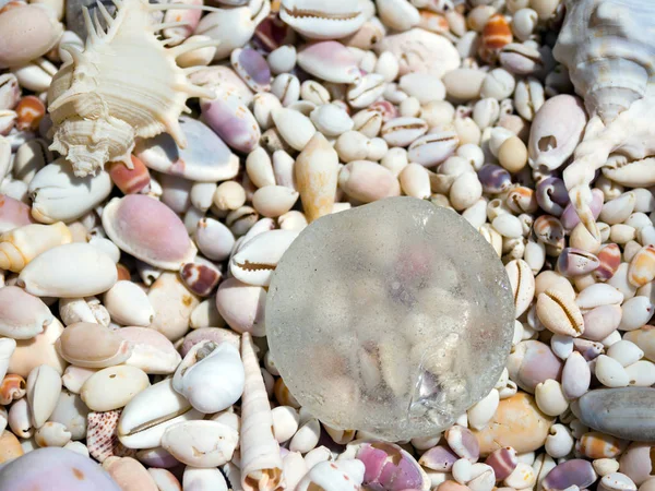 Coquilles de mer par une journée ensoleillée — Photo