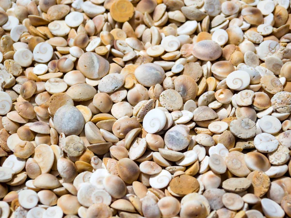Sea shells on a sunny day Stock Photo