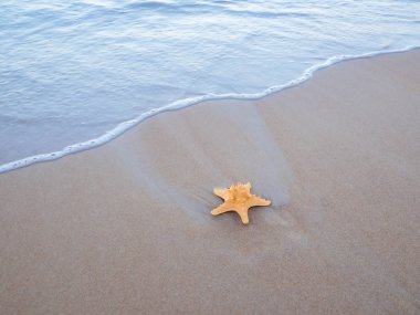 Sahilde deniz yıldızı 