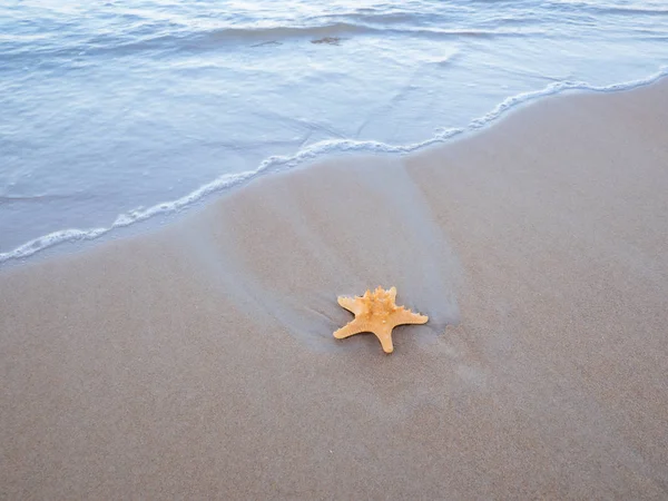 Sahilde deniz yıldızı — Stok fotoğraf