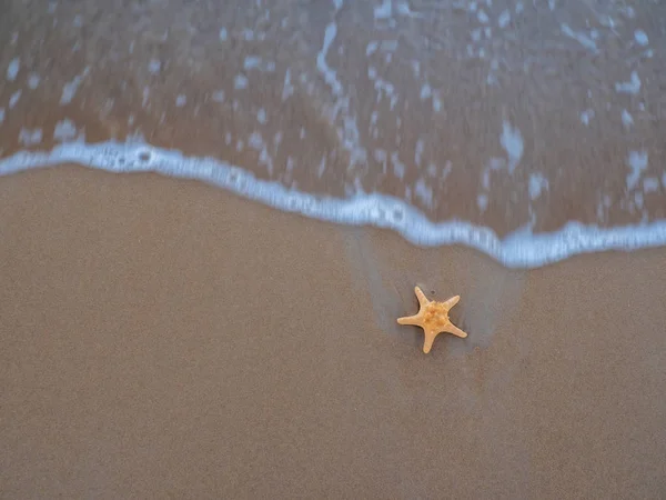 Estrella de mar en la playa — Foto de Stock