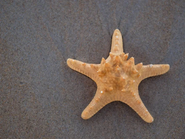 Estrella de mar en la playa —  Fotos de Stock