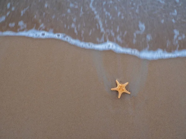 Étoile de mer à la plage — Photo