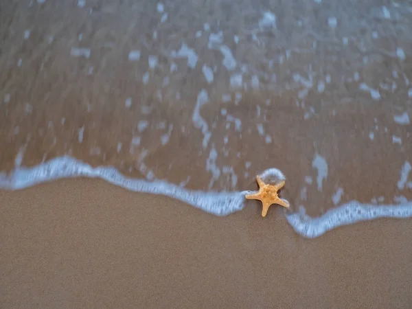 浜のヒトデ — ストック写真