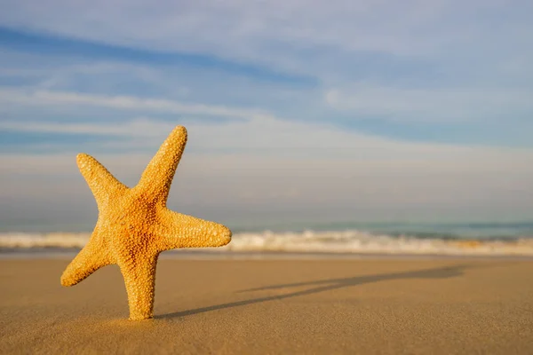 Estrella Mar Playa Tropical — Foto de Stock