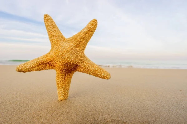 Starfish Tropical Beach — Stock Photo, Image